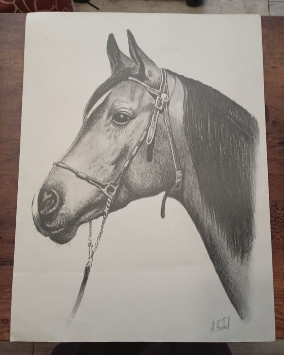 Szkic głowy konia