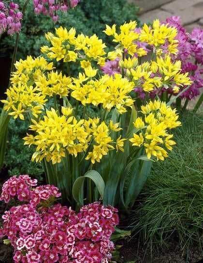 Алліум д ігр циб