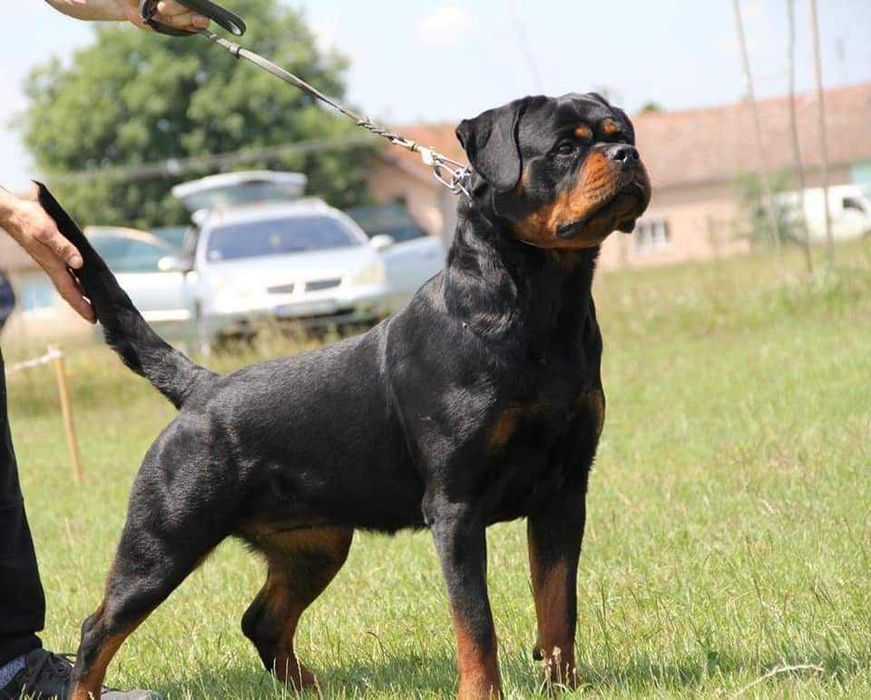 ротвейлер  в'язка