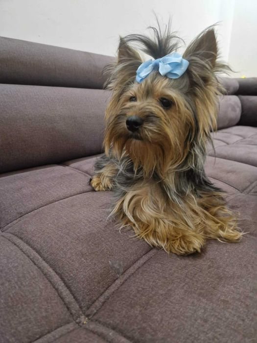 York Yorkshire Terrier. Piesek