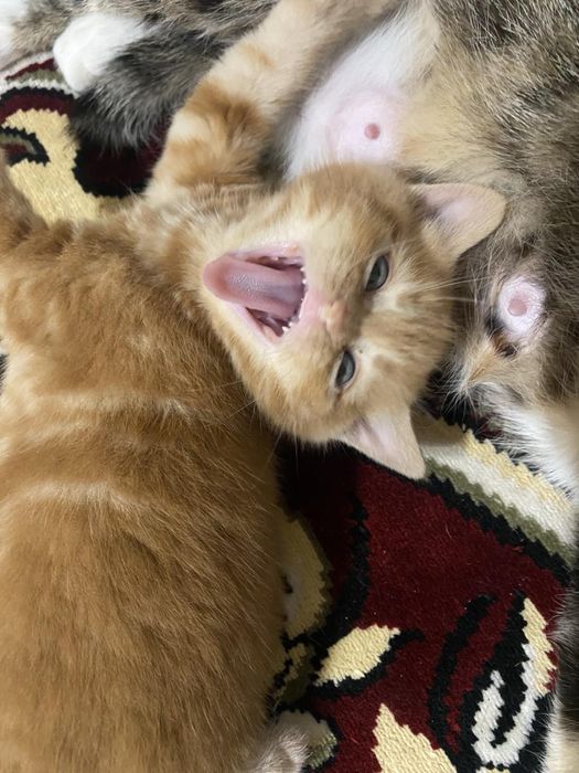 Продаються кошенята бобтейл