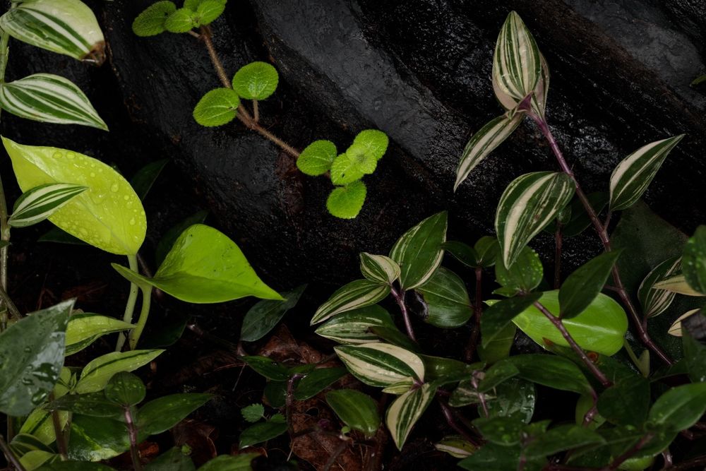 Terrarium paludarium vivarium