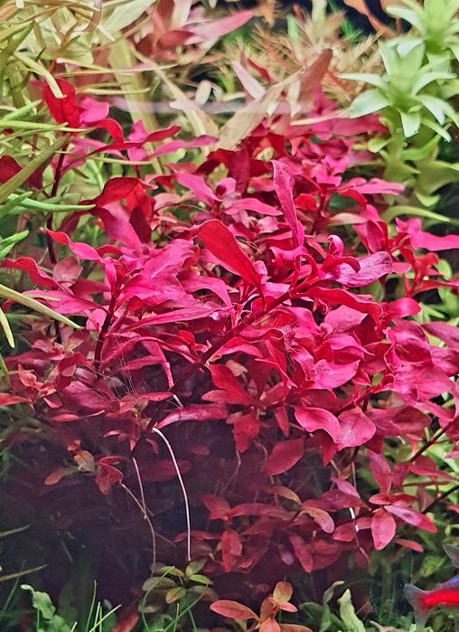 Ludwigia mini super red