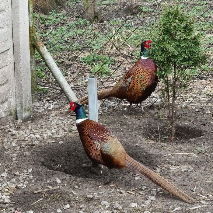 Sprzedam bażanty SAMCE