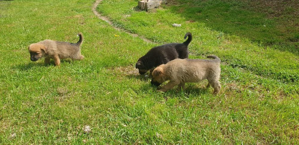 Отдам щенков,даром!!!