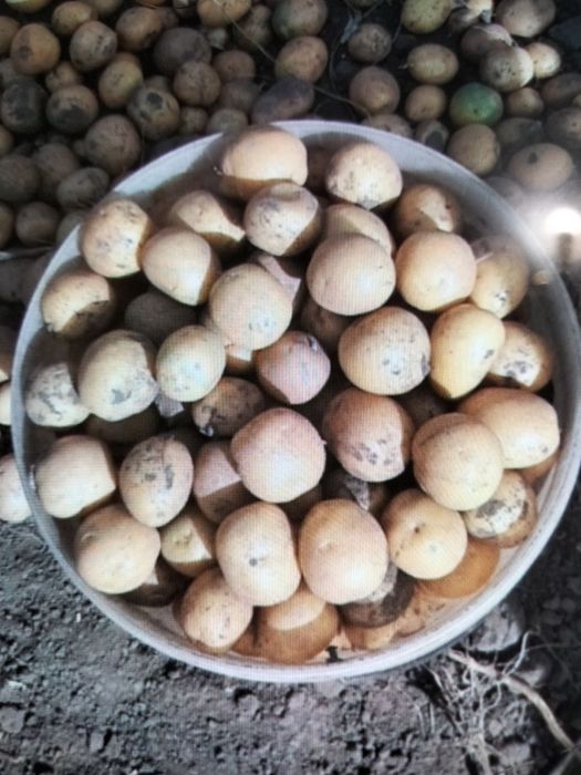 продам дрібну відбірну картошку