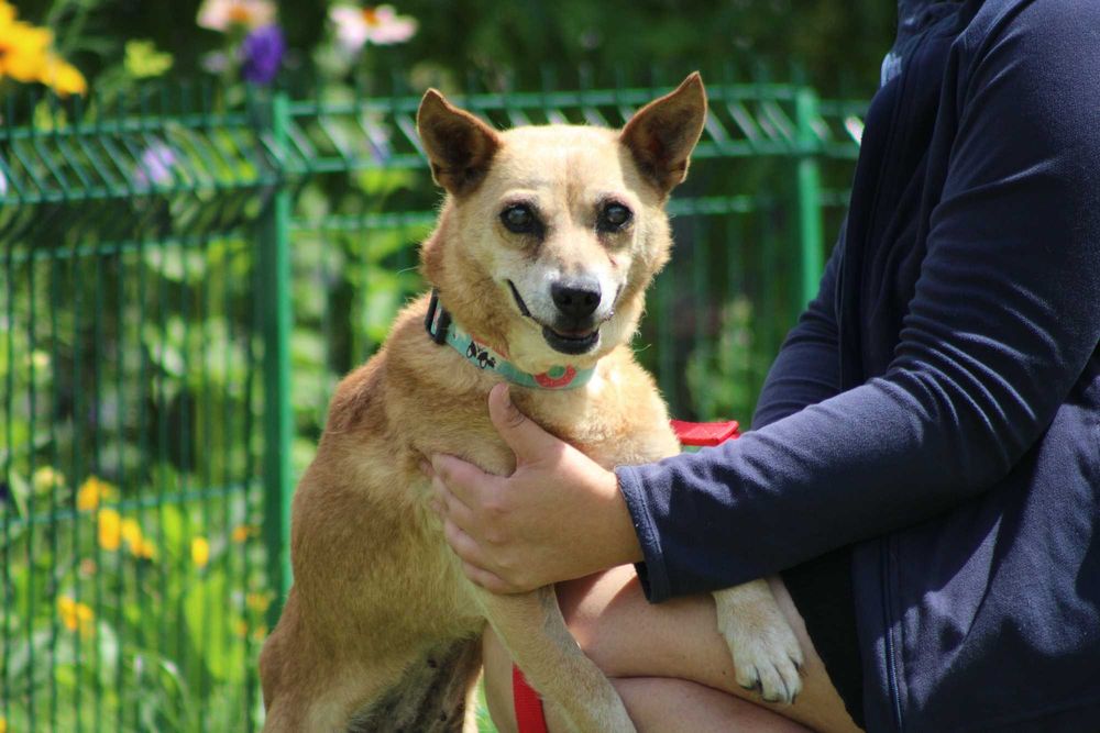 KOKO sunia adopcja schronisko starsza kochana spokojna