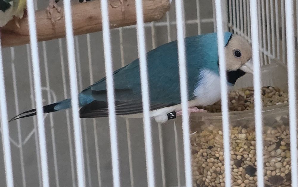 Diamantes Gould 2026