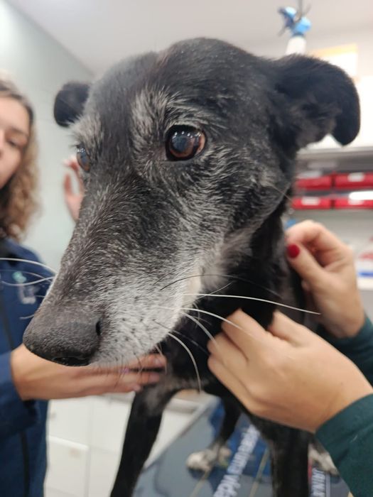 O melhor cão do mundo para adoção responsável