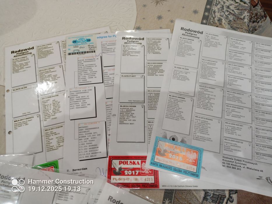 Młode pocztowe przelotowa z konkursami