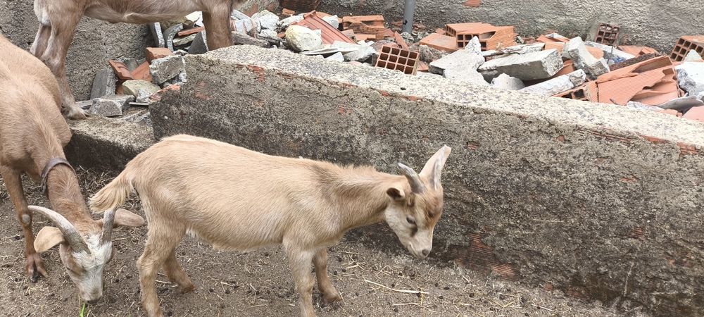 Cabrito de 4 meses e de 2e meio