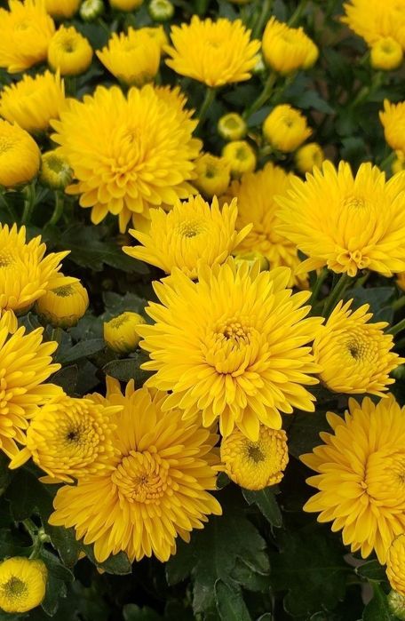 Високорослі хризантеми.