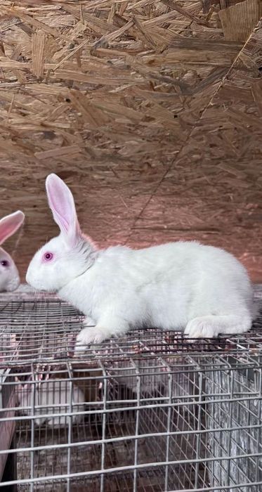 Кролі безкоштовно