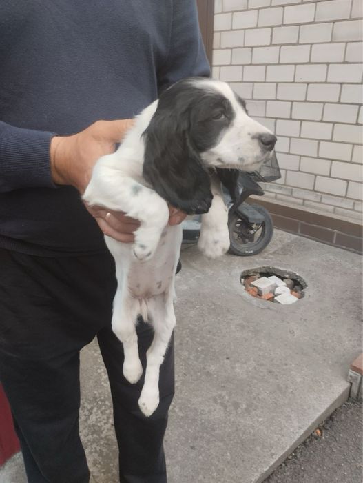 Продам цуценят Спаніельчиків