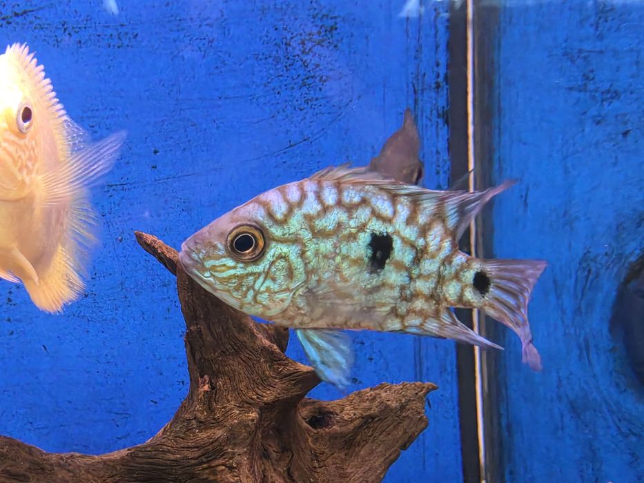 Texas Blue Shortbody