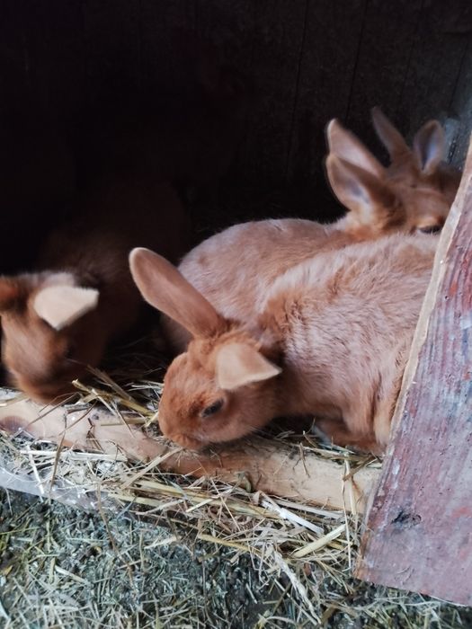 Króliki nowozelandzkie