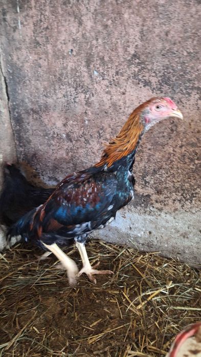 Kogutyshamo i marans sprzedam zamienie