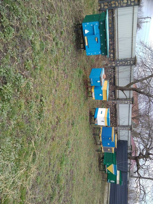 Бджоли:пакети,відводки,рої. Можлива доставка по області.