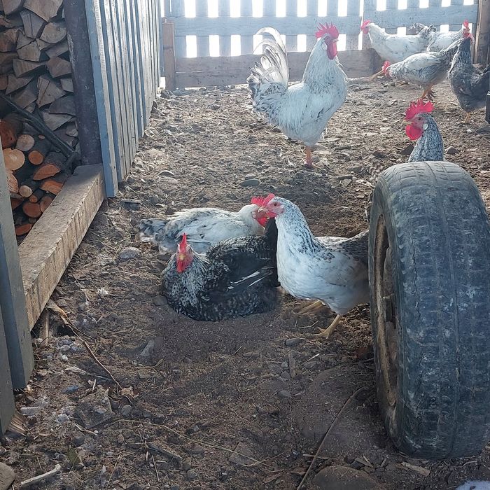 Продам півнів породи бірківська барвиста