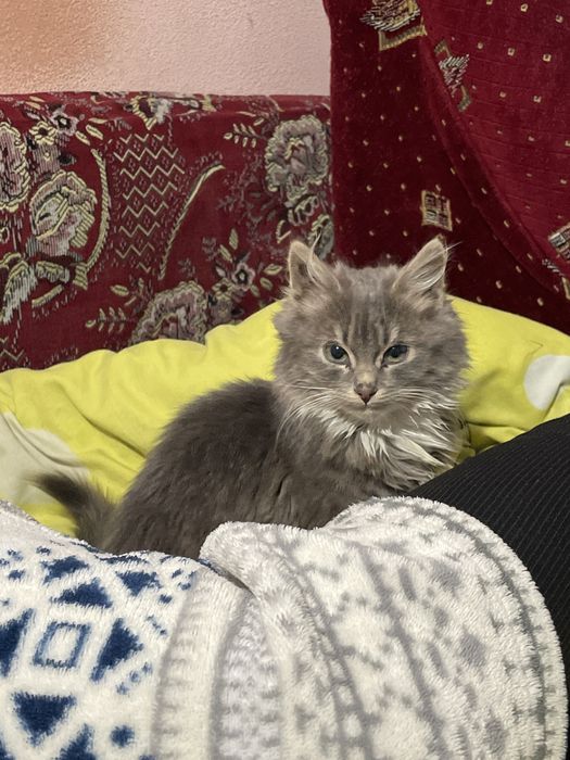 Віддамо кошенят хорошим людям