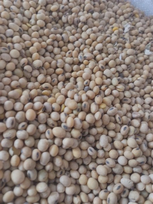 Соя, врожай 2025