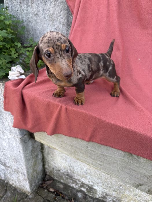 Teckel macho miniatura