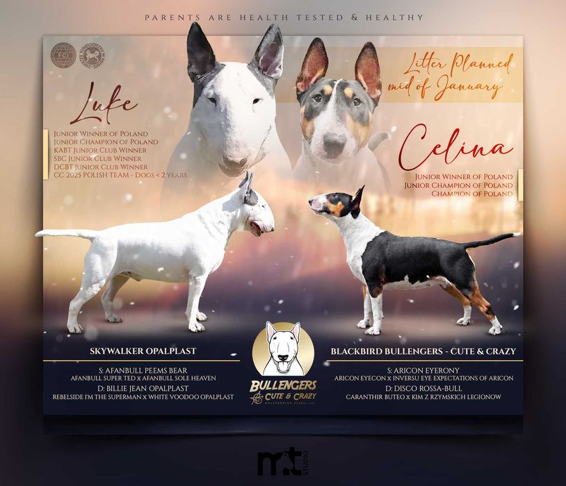 Bulterier Standard Szczenięta - rodowód ZKwP/FC - zapowiedź miotu