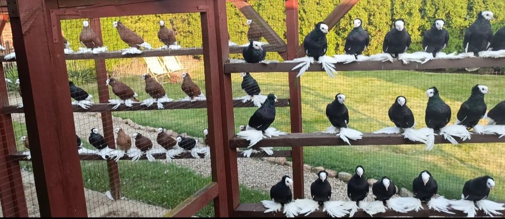 Mnichy Południowoniemieckie Łapciate czarne/czerwine 40sztuk 

Nadwyżk