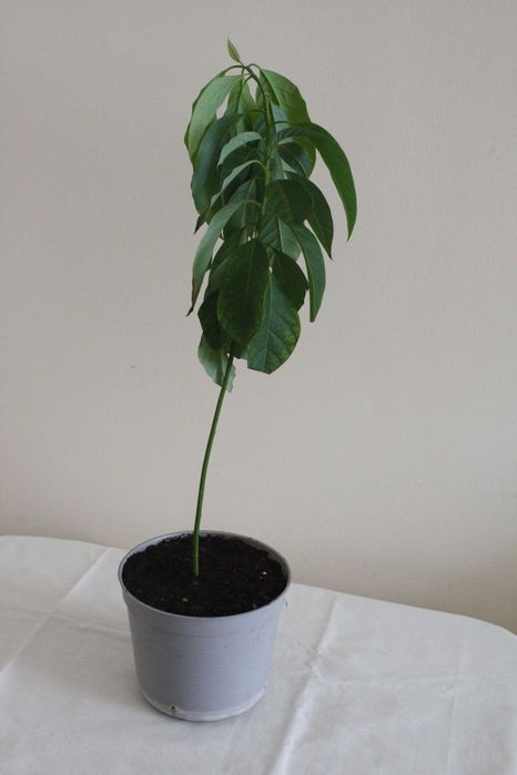 Drzewko awokado 2,5-letnie 60 cm.