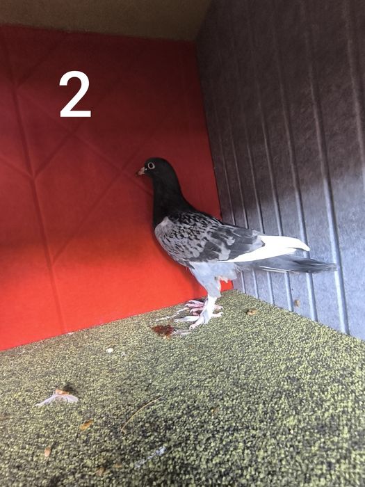 Pombos fantasia várias raças