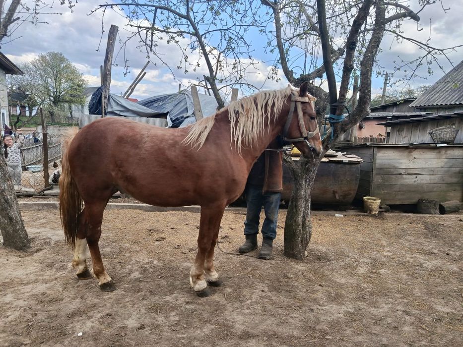 Молодий був раз в упрязі