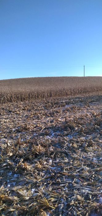 Продам кукурудзу з поля