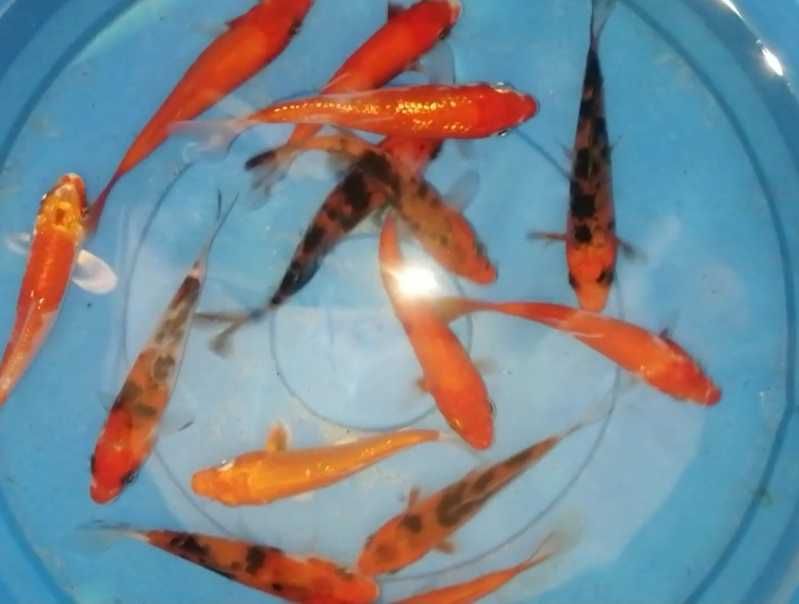 Carpas koi 7 a 8cm"promoção"