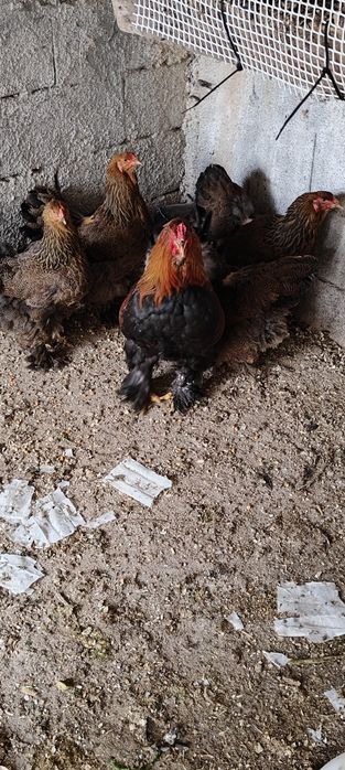 Ovos de galinha brahma perdiz.