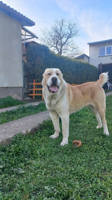 Кобель на в'язку