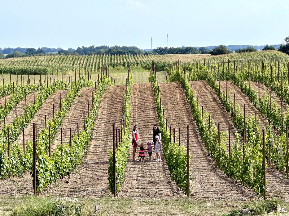 Słupki do malin - nowe, solidne - najlepsze i na lata!
