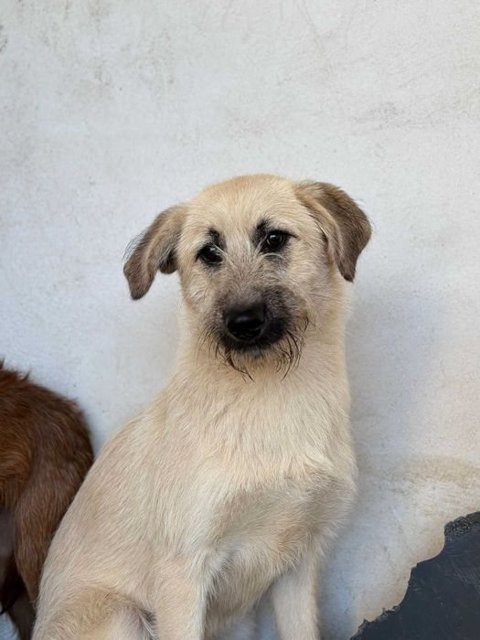 Cadela para adoção (Zira)