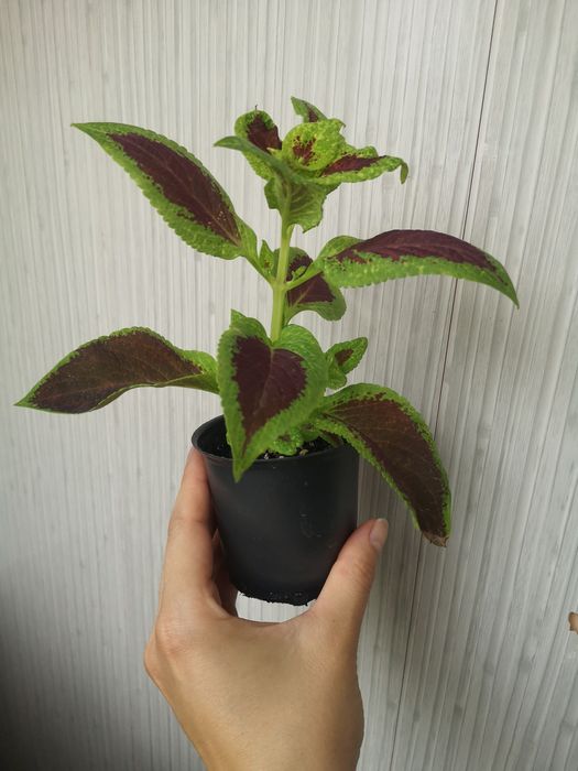 Розсада/ вкорінені живці колеус