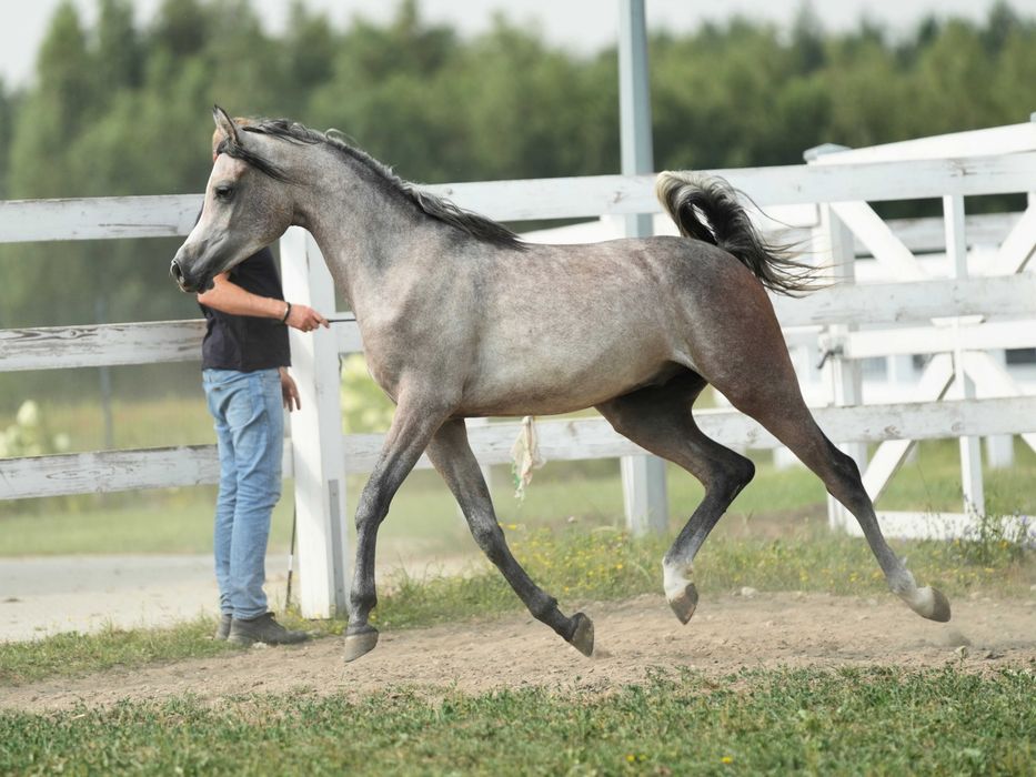 Perdono KL – koń arabski – ogierek