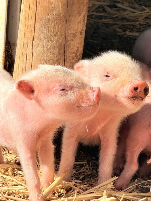 Mini pigs gottingen