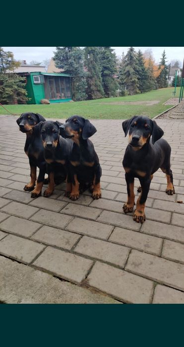 Suczka Doberman! Gotowa do odbioru!