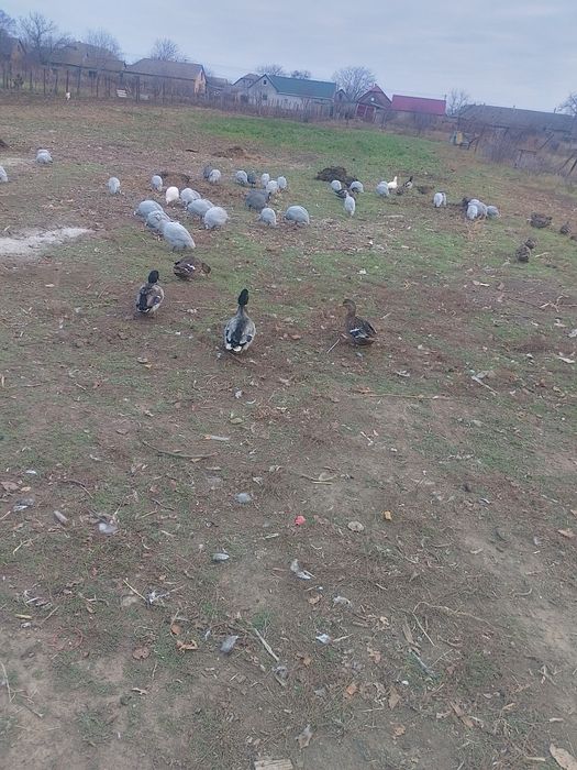 Утка Кряква охотничьи