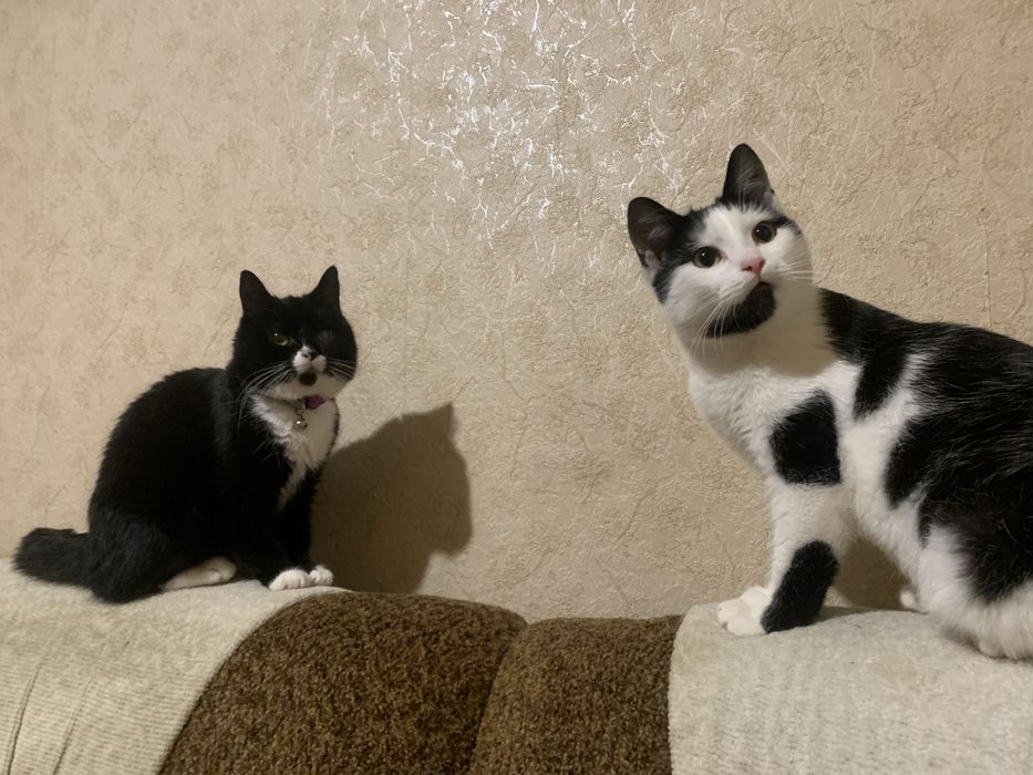 Котик в добрі руки