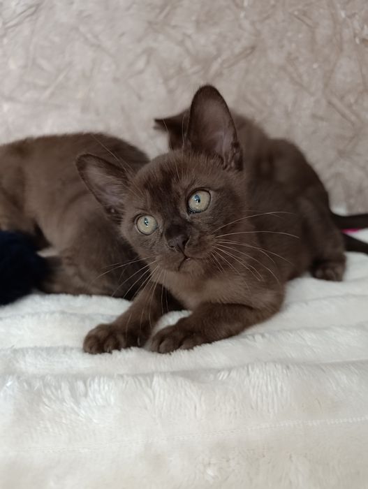 Котики, малыши, Европейская бурма