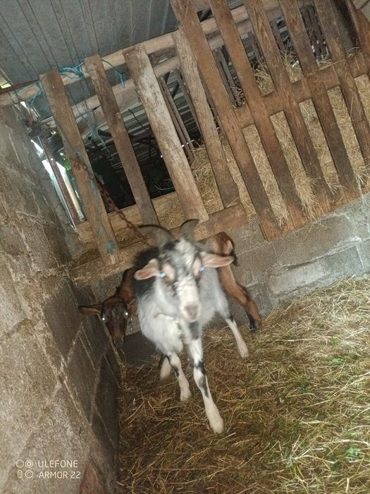 Vendo cabrito de um ano