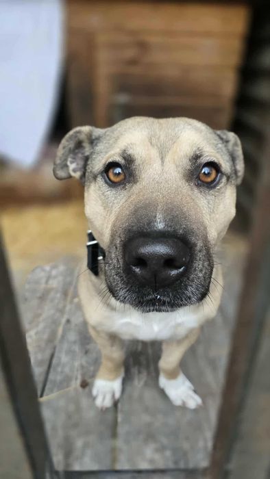 Młody, 5 letni silny samiec w typie amstaff