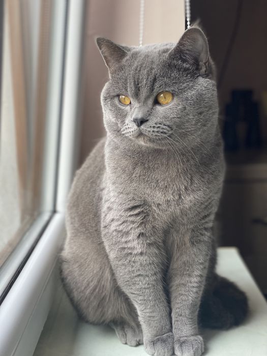 В’язка шотландських котів