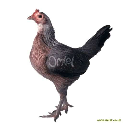 galinhas e galos 15€