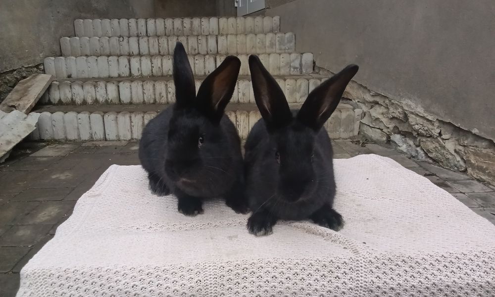 Кролі породи Полтавське срібло вік 45 днів