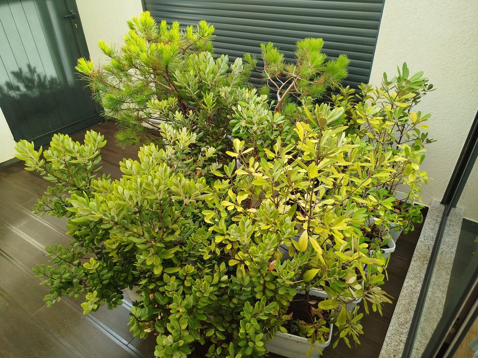 Plantas em vasos